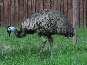 Emú común