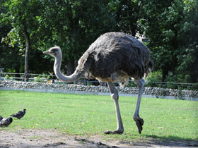 Фото Common ostrich