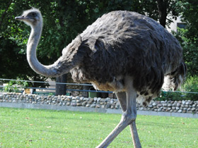 Фото Common ostrich