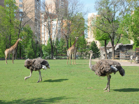 Фото Common ostrich