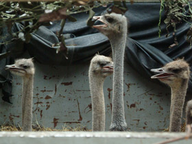 Фото Common ostrich