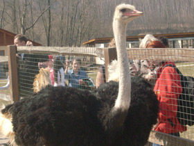 Фото Common ostrich