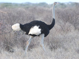 Фото Somali ostrich