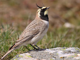 Фото Horned lark