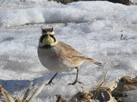 Фото Horned lark