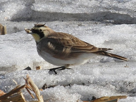 Фото Horned lark