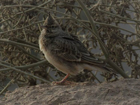 Фото Crested lark