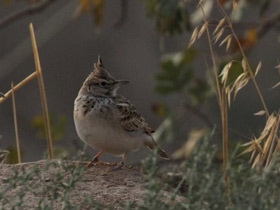 Фото Crested lark