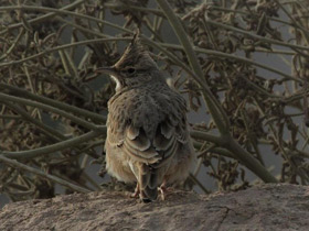 Фото Crested lark