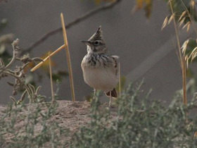 Фото Crested lark