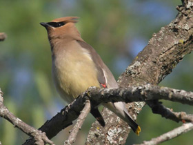 Фото Cedar waxwing