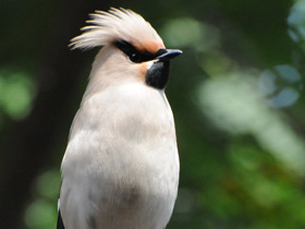 Фото Bohemian waxwing