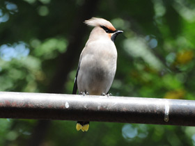 Фото Bohemian waxwing