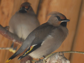 Фото Bohemian waxwing