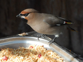 Фото Bohemian waxwing
