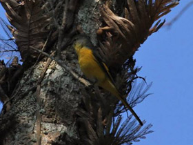 Фото Minivet colilargo