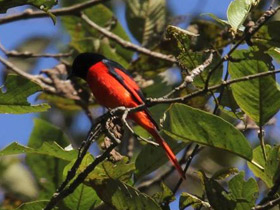 Фото Minivet colilargo
