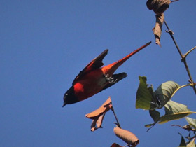 Фото Minivet colilargo