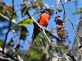 Фото Minivet colilargo