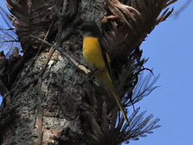Фото Minivet colilargo