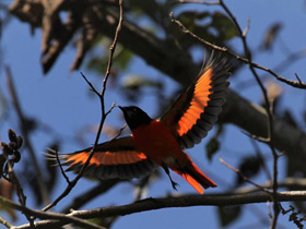 Фото Petrel escarlata