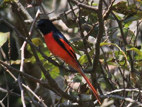 Фото Petrel escarlata