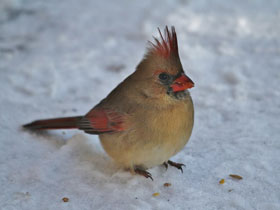 Фото Northern cardinal