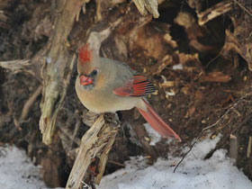 Фото Northern cardinal