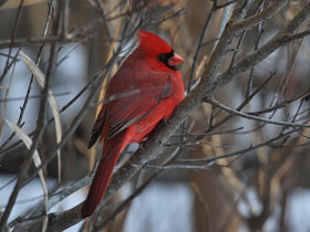 Фото Cardenal norteño