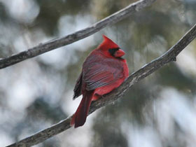 Фото Northern cardinal