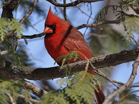 Фото Cardenal norteño