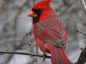 Фото Northern cardinal