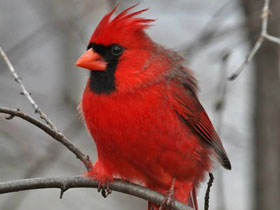 Фото Красный кардинал