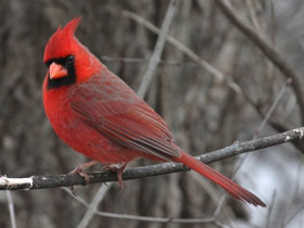 Фото Northern cardinal