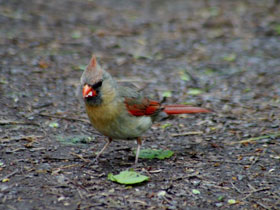 Фото Northern cardinal