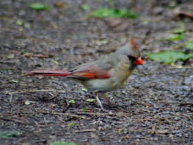 Фото Cardenal norteño