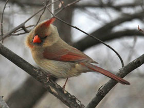 Фото Northern cardinal