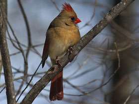 Фото Cardenal norteño