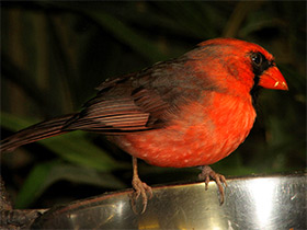 Фото Northern cardinal