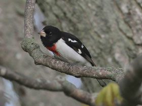 Фото Rose-breasted Grosbak