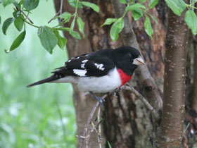 Фото Rose-breasted Grosbak