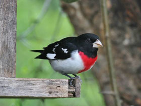 Фото Rose-breasted Grosbak