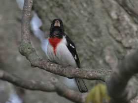 Фото Rose-breasted Grosbak