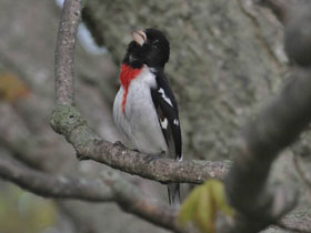 Фото Rose-breasted Grosbak