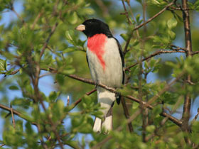 Фото Rose-breasted Grosbak