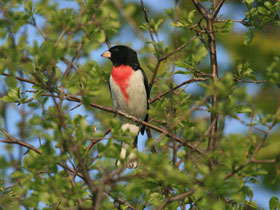 Фото Rose-breasted Grosbak