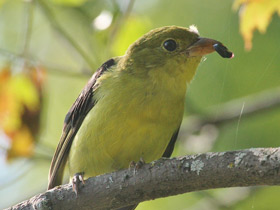 Фото Scarlet tanager