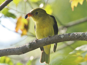 Фото Scarlet tanager