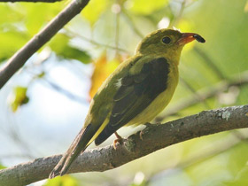 Фото Scarlet tanager