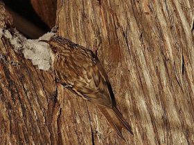 Фото Brown Creeper